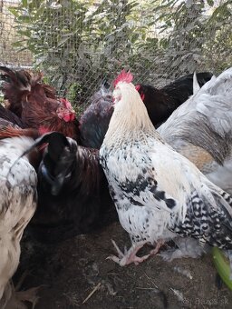 Predám kohúty - 8
