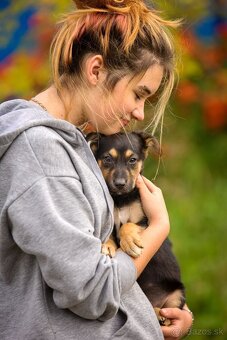 Darujem originálne šteniatka - mix husky / vlčiak / jazvečík - 8