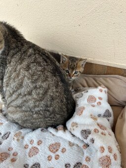 Darujem maciatka - 8