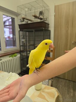 Predám alexander malý - 8