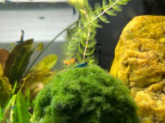 Krevetky neocaridina Blue Dream - 8