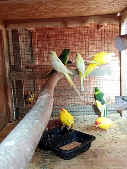 Kakariky červenočelė - 8