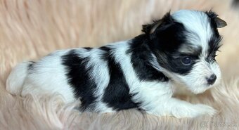 Yorkshire Terrier s PP - 8