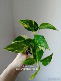 Rôzne izbové rastliny - 8