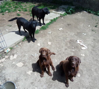 Darujem do dobrých rúk - 2 labradori čokoládoví - 8