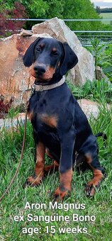 DOBERMANN šteniatka s P.P. - 8