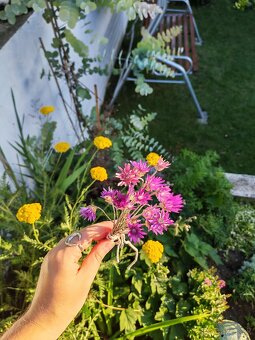 Fialový a biely sucho-kvet (slamienka) 🌸 - 8