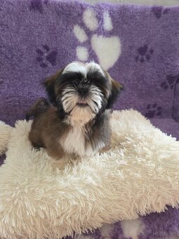 Šteniatka shi tzu - 8