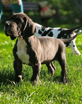 Nemecka doga - 8