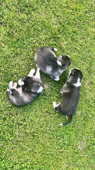 Šteniatka sibírsky husky - 8