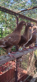 Predám poštové holuby Meulemans - 8