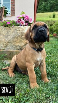 Tosa Inu - štěňátka s PP - 8