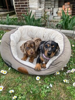 Jazvečík trpasličí krátkosrstý - 8