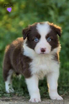 Border collie, kólia bez pp - 8