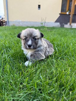 Welsh Corgi - 8