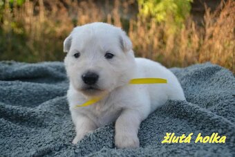 Biely švajčiarsky ovčiak , s PP - 8