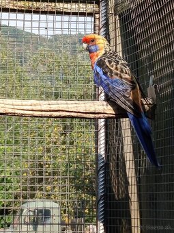 Rozely Adelaidské - 8