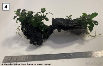 Akváriové rastliny na dekoráciach - 8