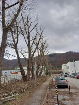Výrub a opilovanie stromov LACNO A BEZPEČNE - 8