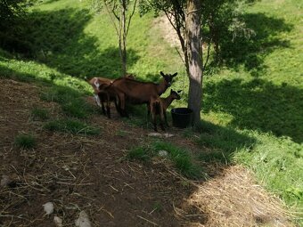 predám 2,5 ročnú bezrohú kozu s 2 kozičkami - 8