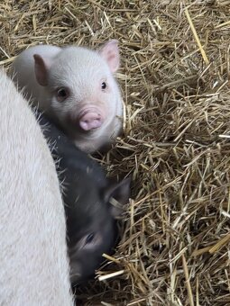 Vietnamské prasiatka - 8