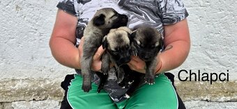 KANGAL - štěňata s PP k odběru od 20.8.25 - 8