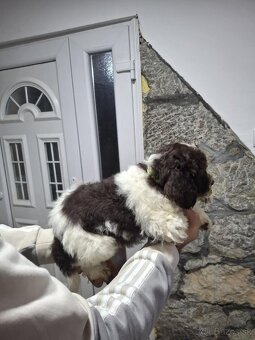 Lagotto Romagnolo/Taliansky vodný pes s PP - 8