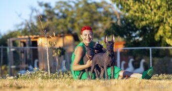 Mexický naháč - 8