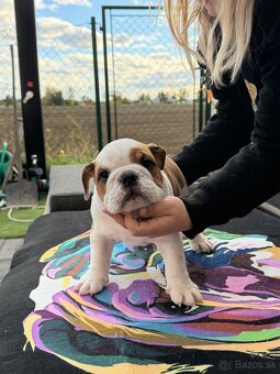 Anglicky Bulldog buldog s pp - 8
