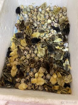 Japonské prepelice - 8