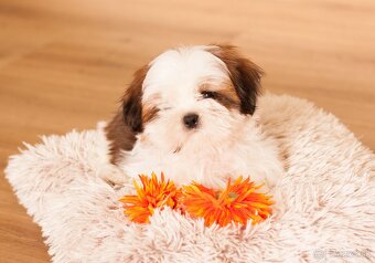 najmilšie Shih-Tzu šteniatka - 8