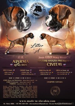 Nemecký boxer - Žihaná sučka - 8