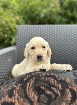 Šteniatka labradora – pripravené na odber Zeptat se - 8