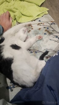 Darujem kocurika 4,5 mesačného - 8