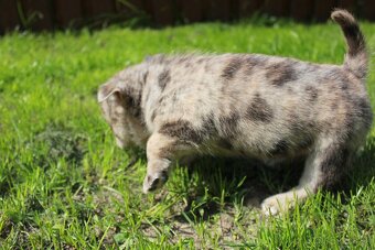 pomeranian x civava - 8
