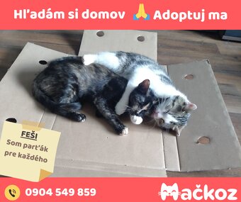 FEŠI - DARUJEM KOCURIKA / KOCÚRIK HLADÁ DOMOV - 8