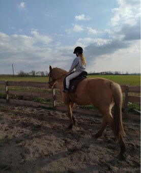 Azteca horse - 8