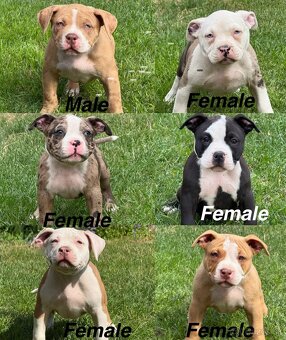 American bully - 8