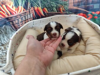 Biewer,Choco Yorkshire terrier - 8