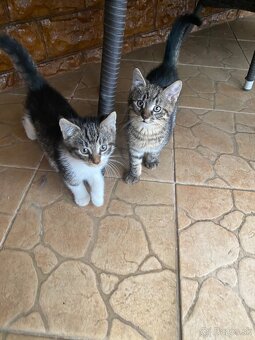 Darujem mačiatka - 8