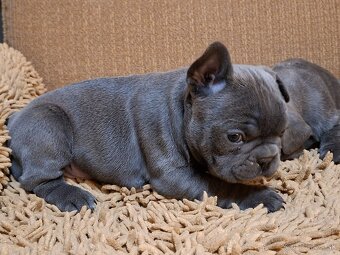 Francúzsky buldoček modrý - 8