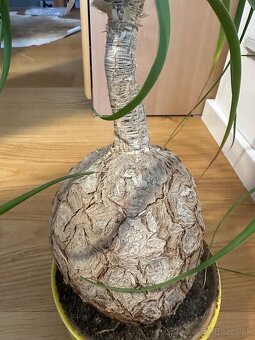 Beaucarnea- Slonia noha - 8