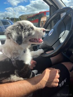 Border kólia - blue merle - 8