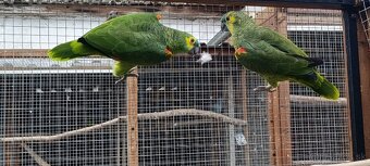 Amazonan modrocely - 8