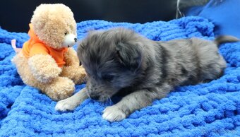 Pyrenejský ovčák - štěňátka s PP - 8