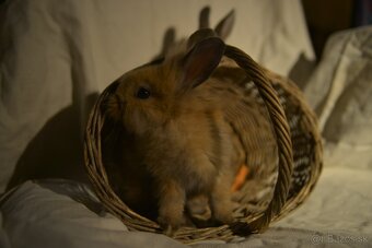 Predám zakrsleho kralička - 8