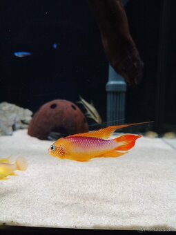 Apistogramma agasizi fire red - 8