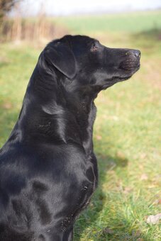 Labrador Retriever Anglická pracovná linia - 8
