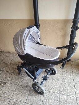 Camarelo malaga - 8
