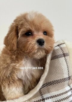 Maltipoo Caramel, pejsek – 1200€ - 8